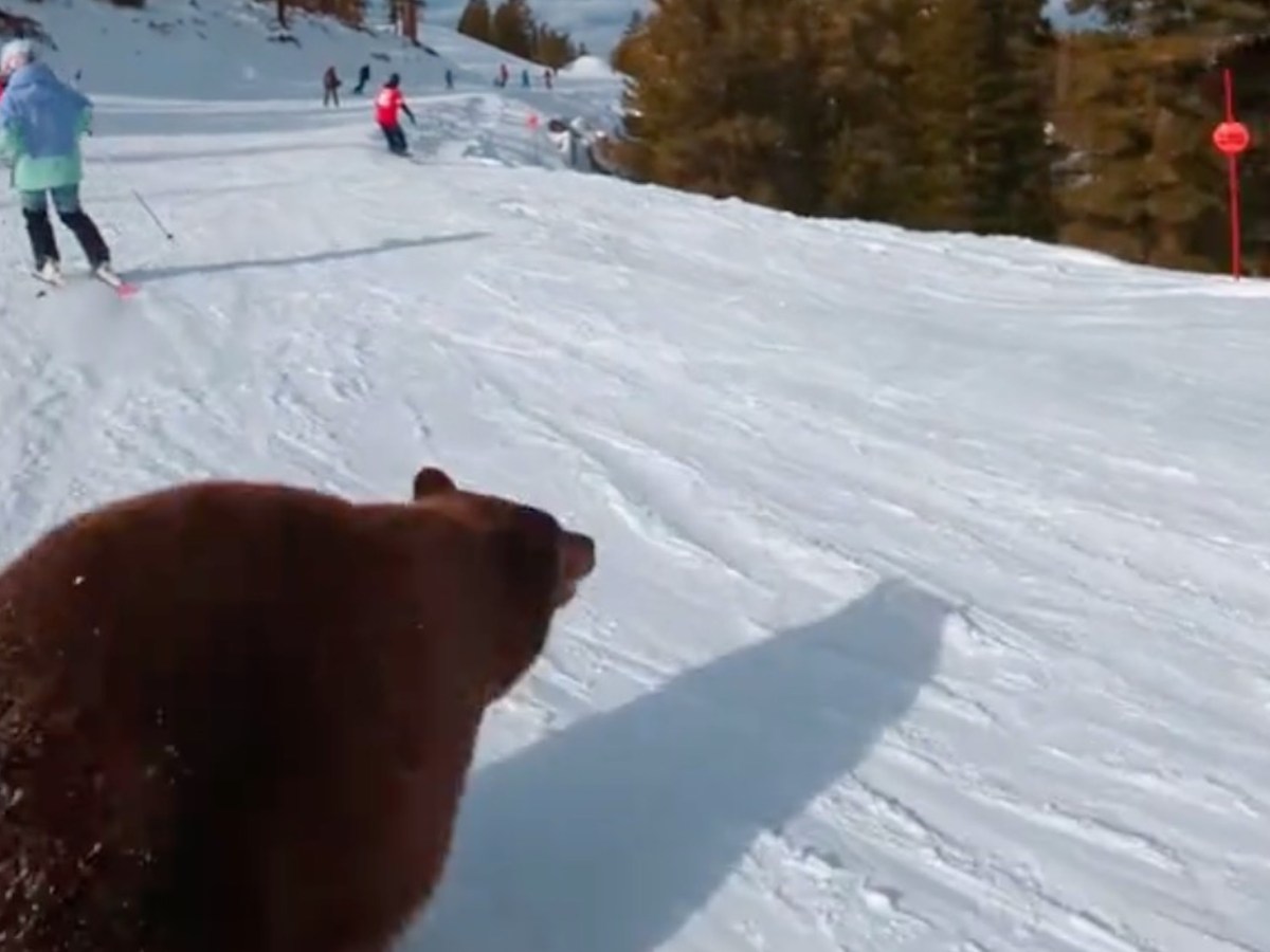 VIDEO: Skier Very Nearly Collides With Bear in Lake Tahoe, California