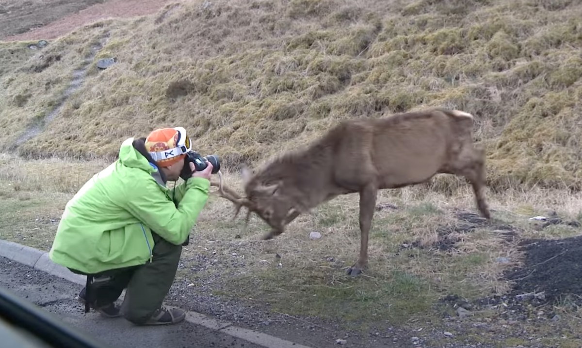 Adventure Photographer Attacked By Stag In Scotland